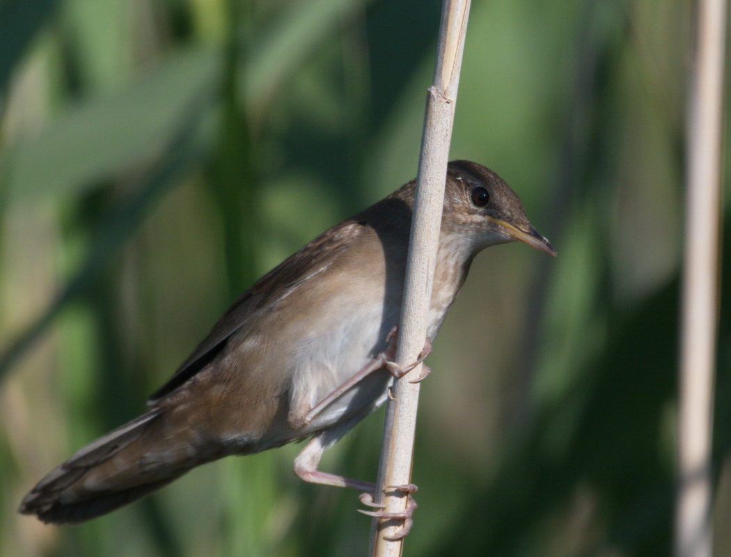 Savi`s Warbler