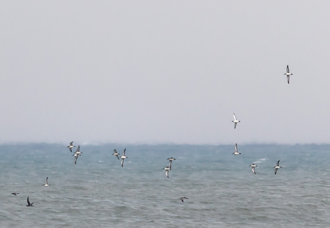 Yelkouan Shearwater