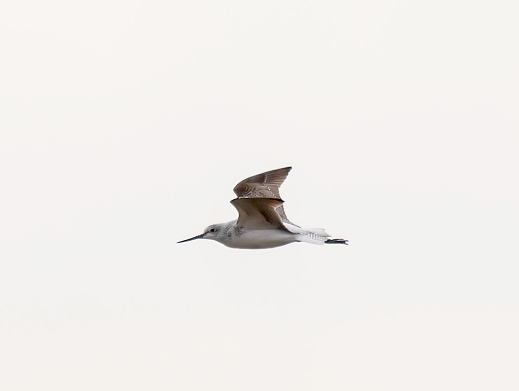 Marsh Sandpiper