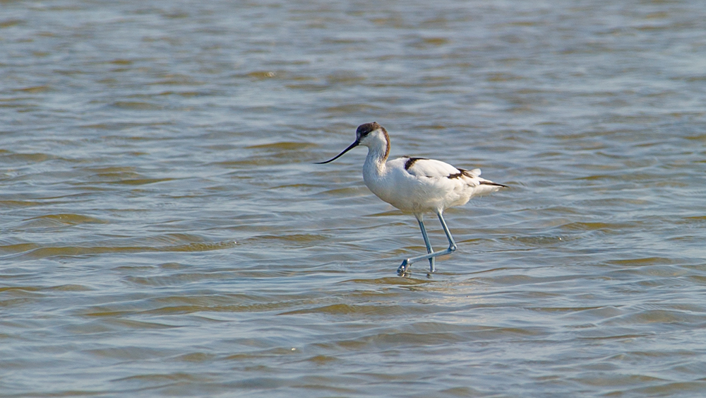 Pied Avocet