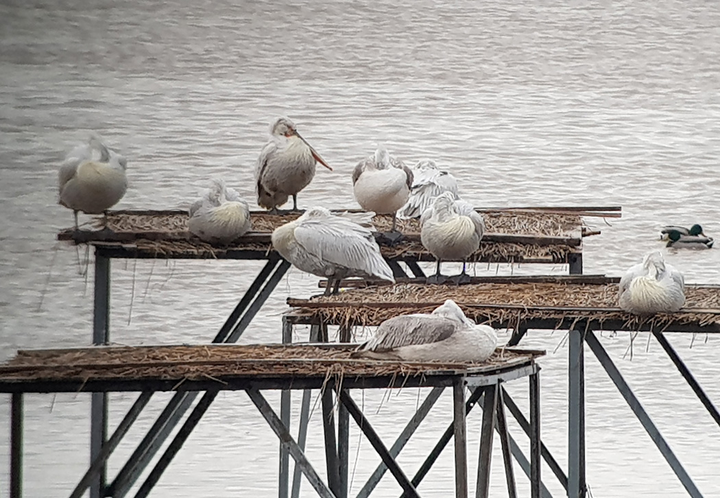 Dalmatian Pelican