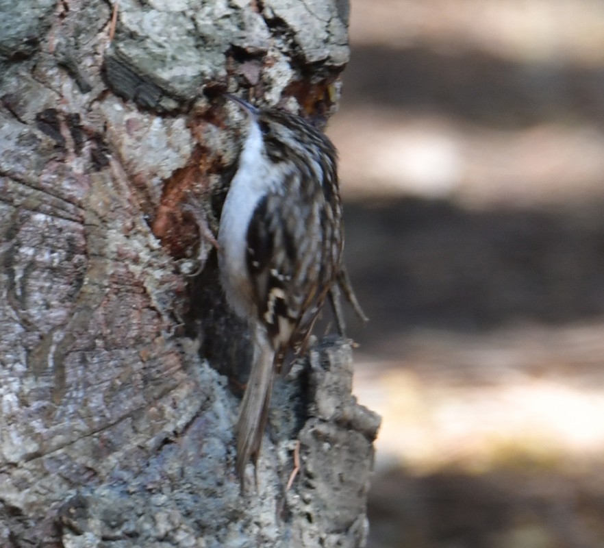 Short-toed Treecreeper