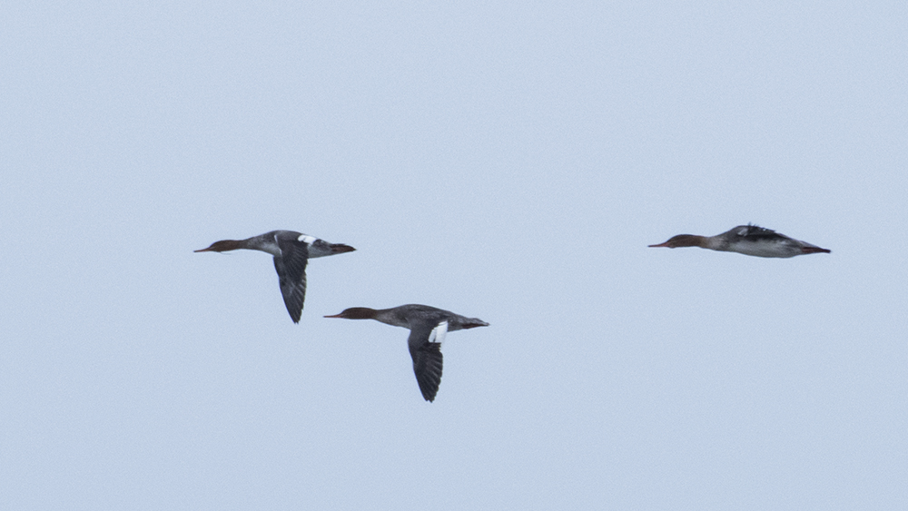 Red-breasted Merganser