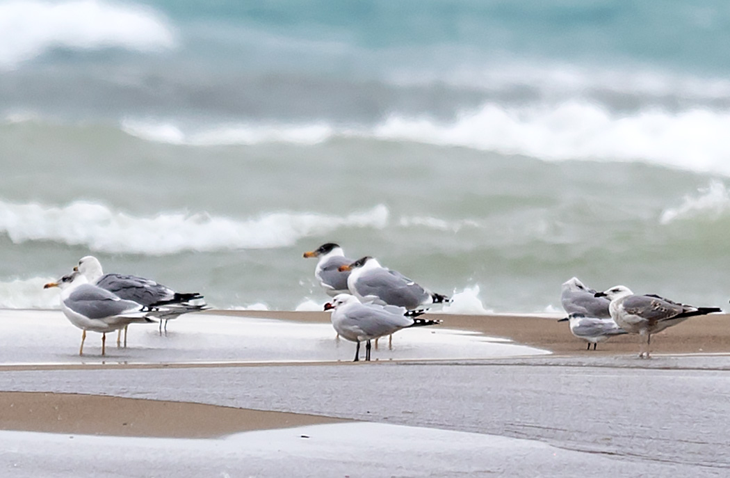 Pallas`s Gull