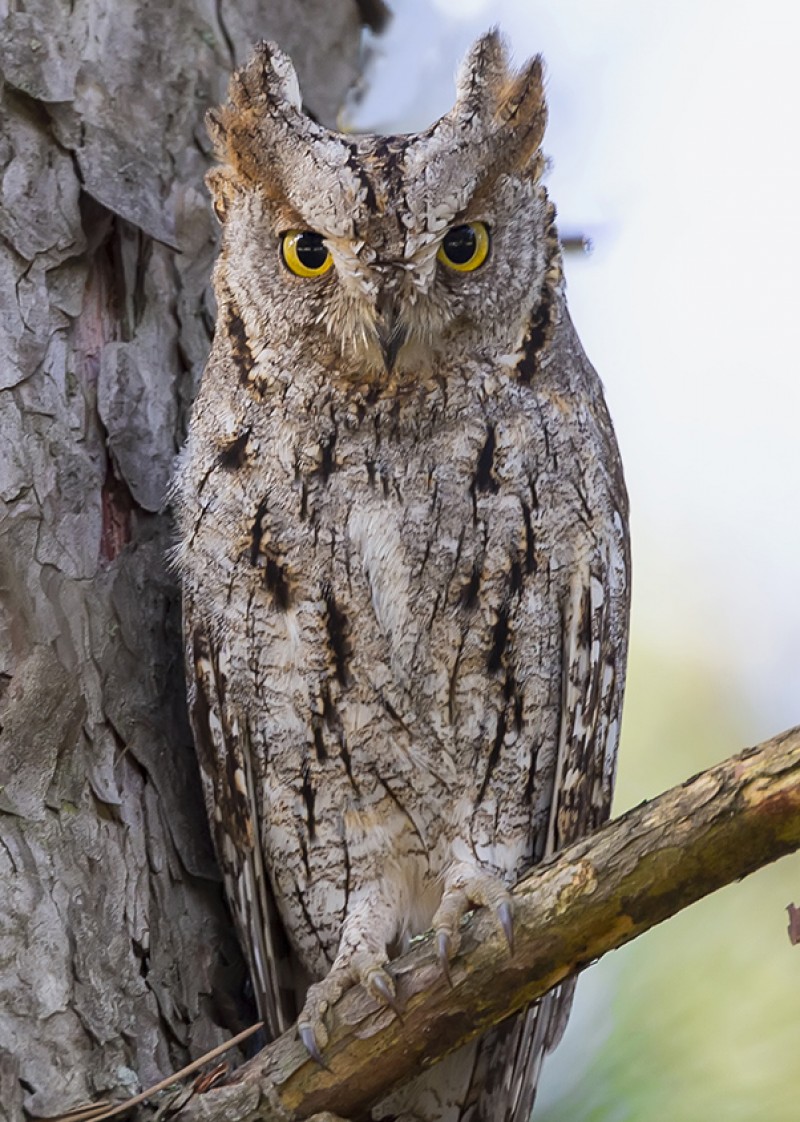 Eurasian Scops Owl