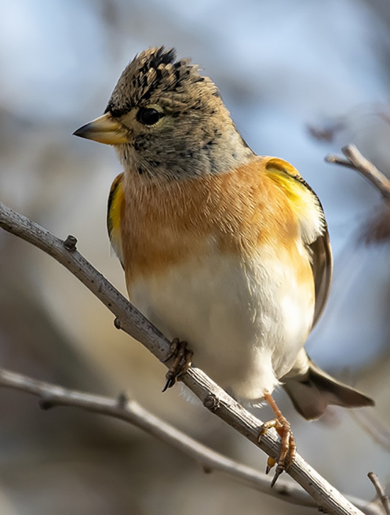 Brambling
