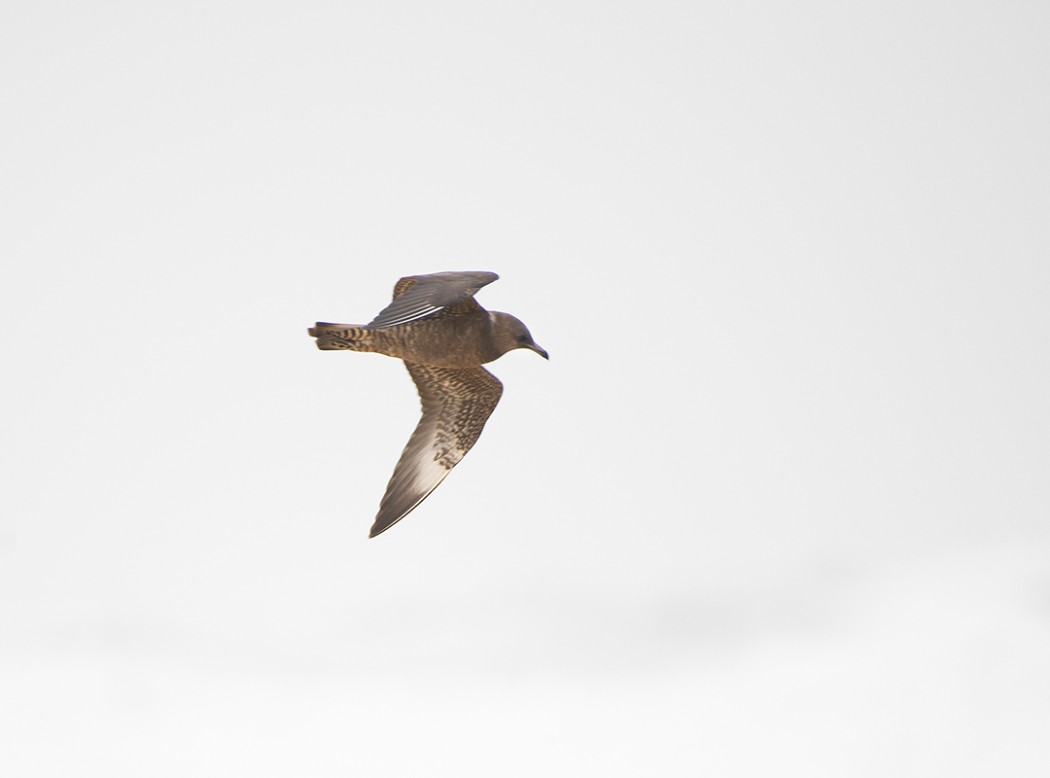 Parasitic Jaeger