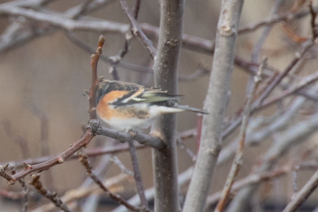 Brambling