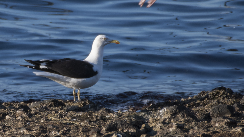 Lesser Black-backed Gull