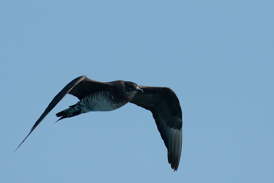 Parasitic Jaeger