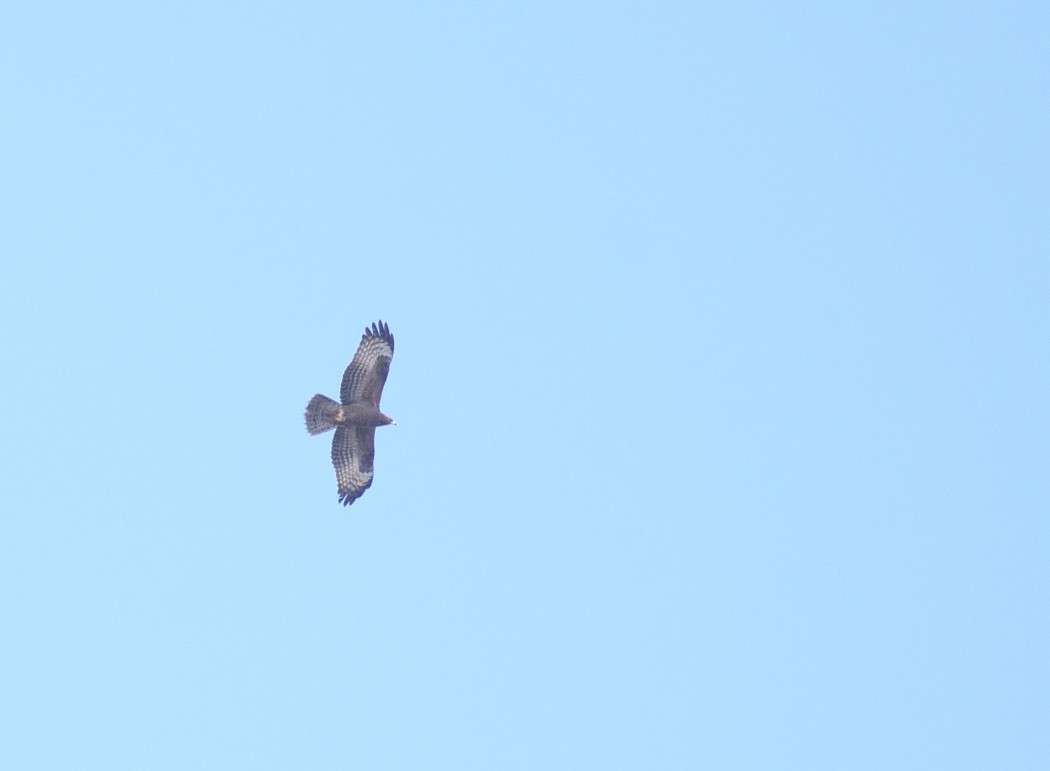 European Honey Buzzard