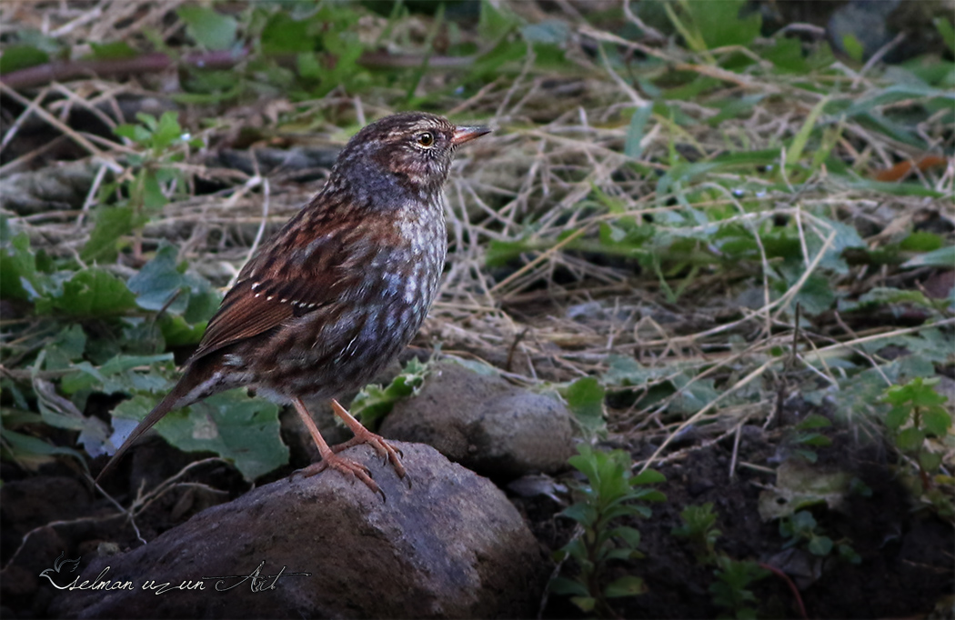 Dunnock