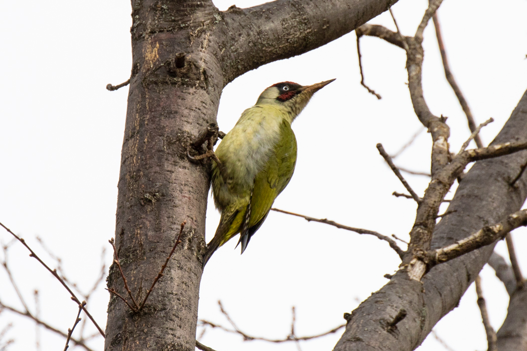 European Green Woodpecker