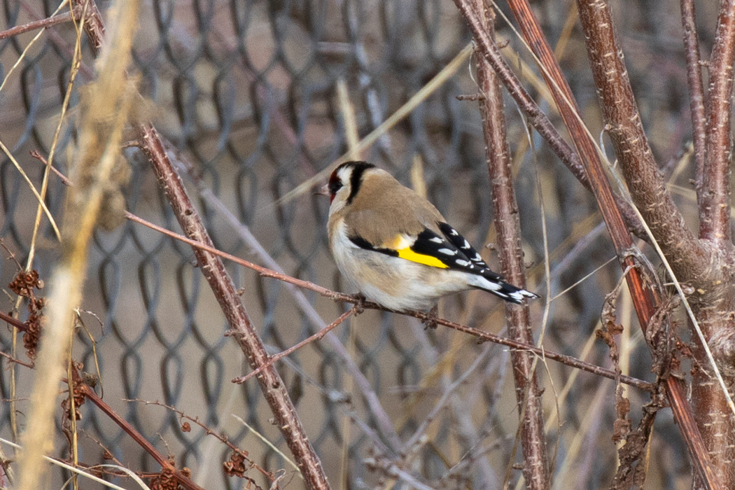 European Goldfinch