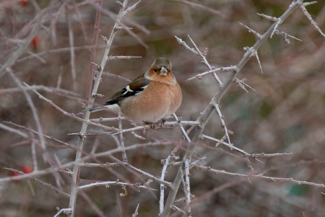 Common Chaffinch