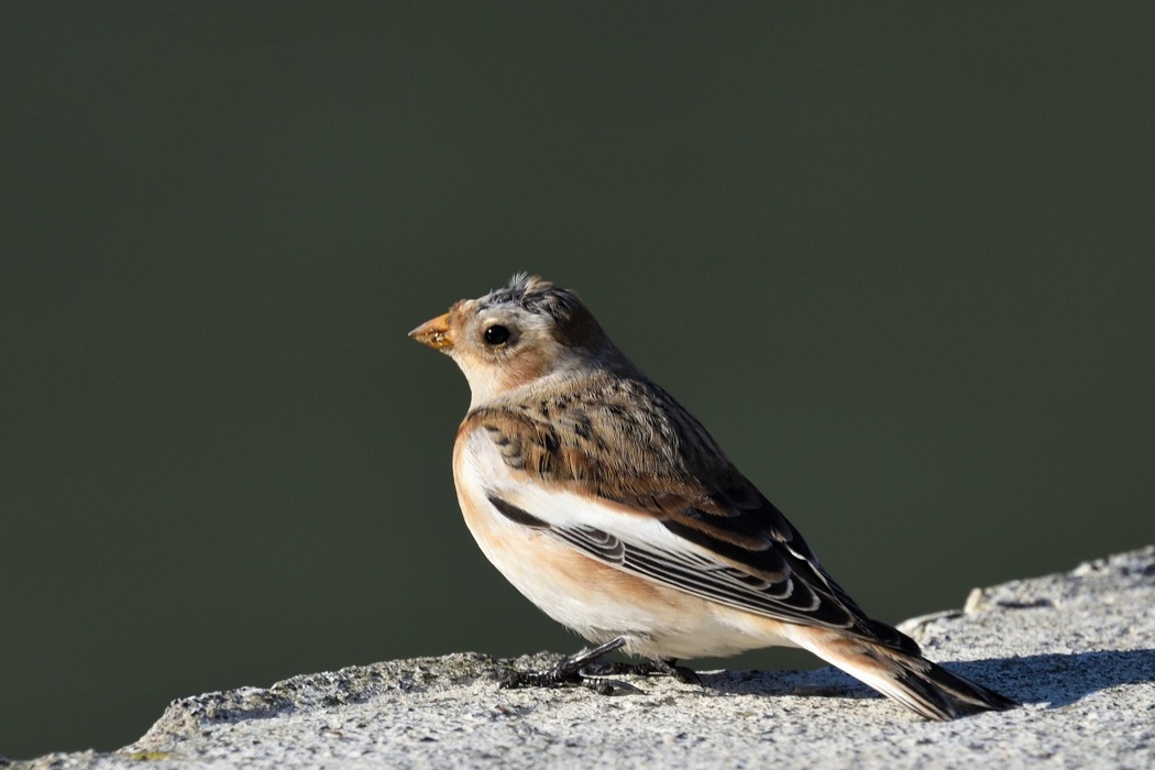 Snow Bunting