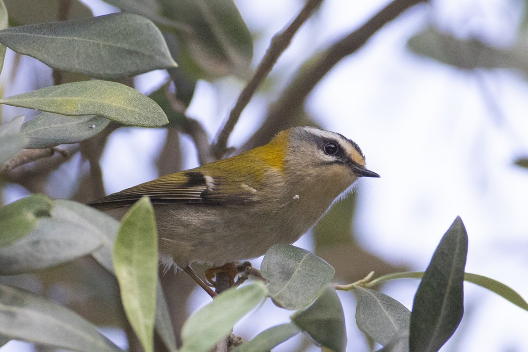 Common Firecrest