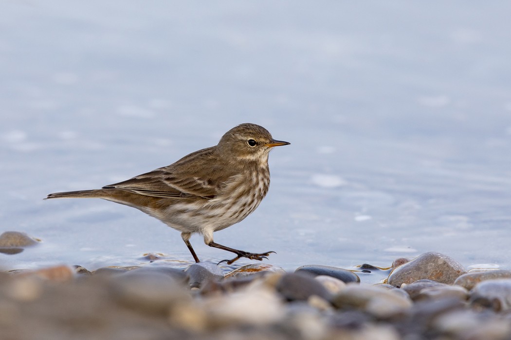Water Pipit
