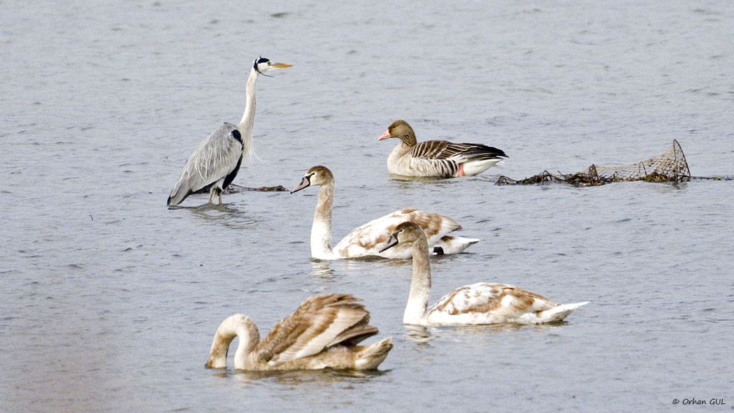 Greylag Goose