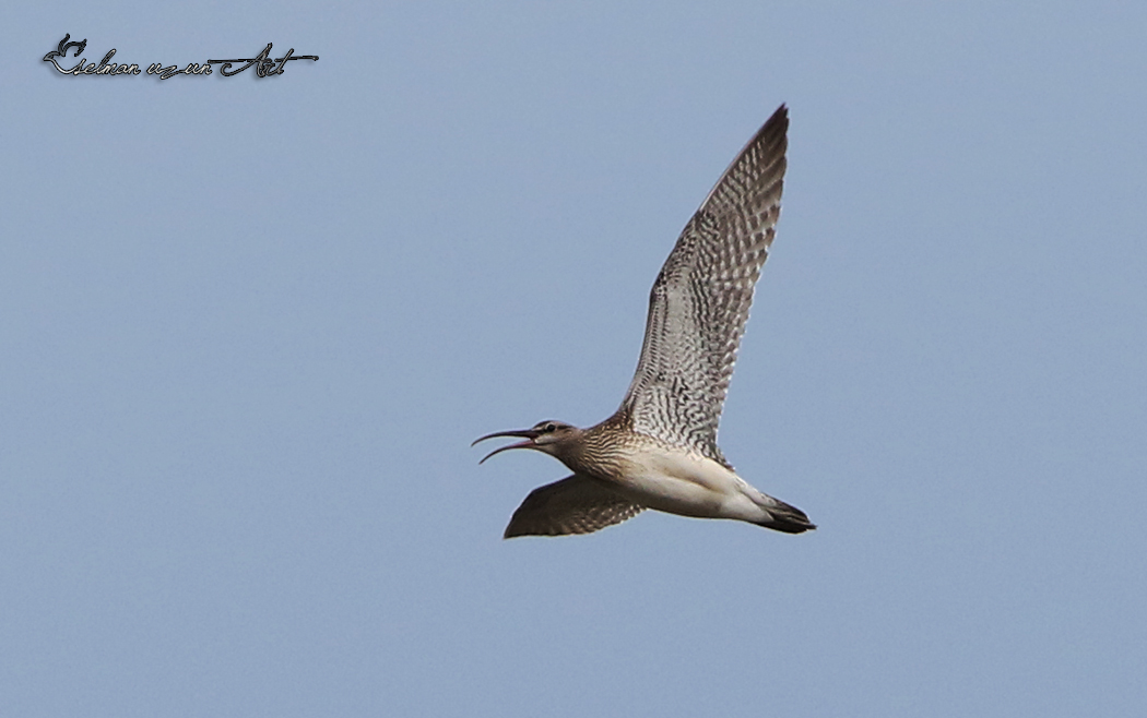 Eurasian Whimbrel