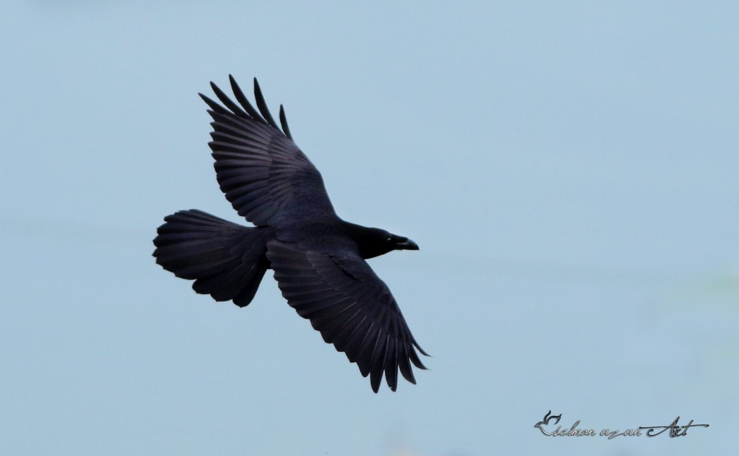 Northern Raven