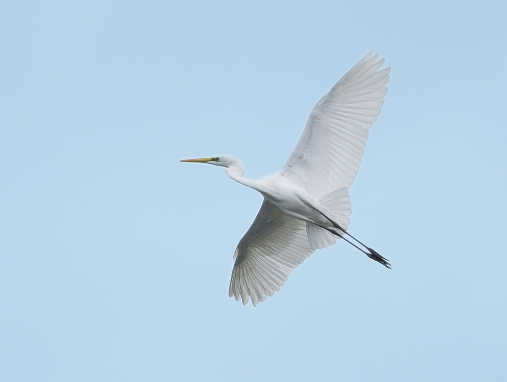 Great Egret