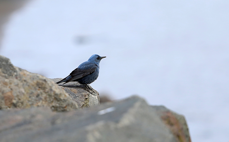 Blue Rock Thrush