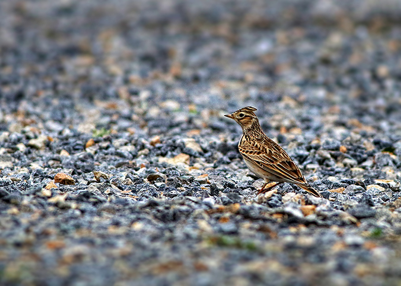 Eurasian Skylark