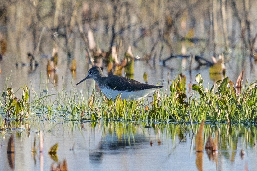 Green Sandpiper