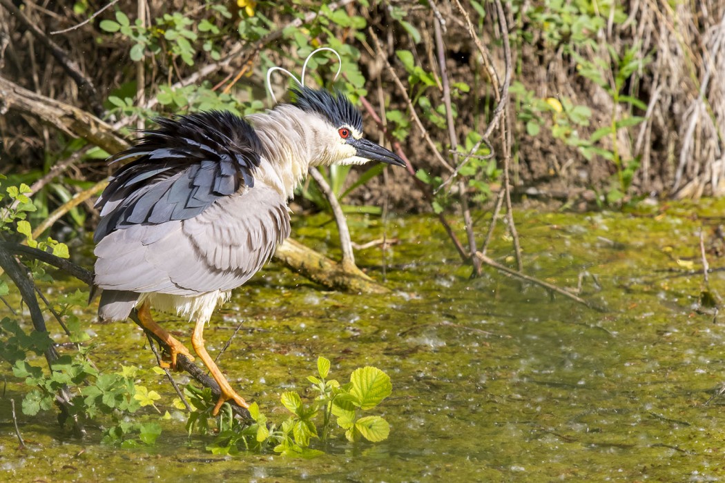 Black-crowned Night Heron