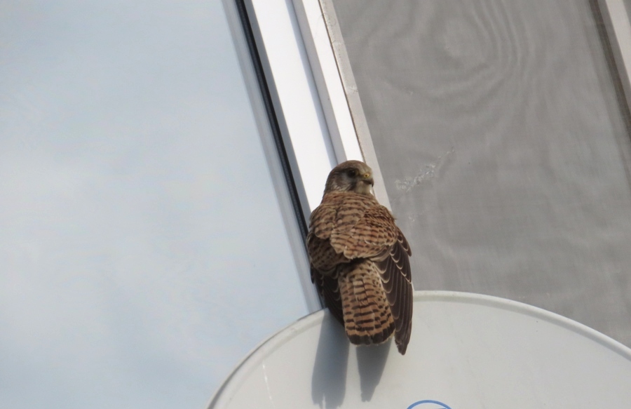 Common Kestrel