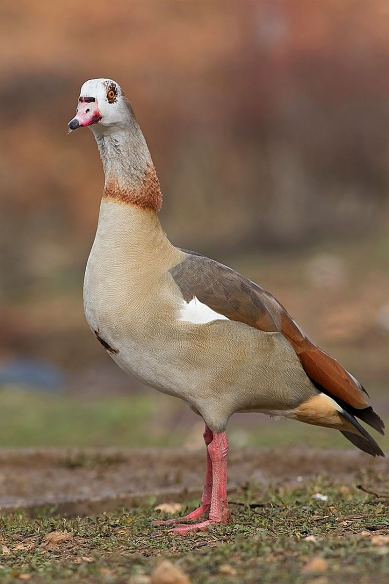 Egyptian Goose
