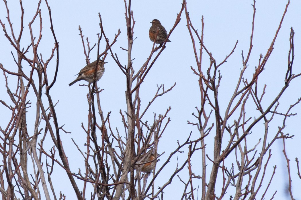 Redwing