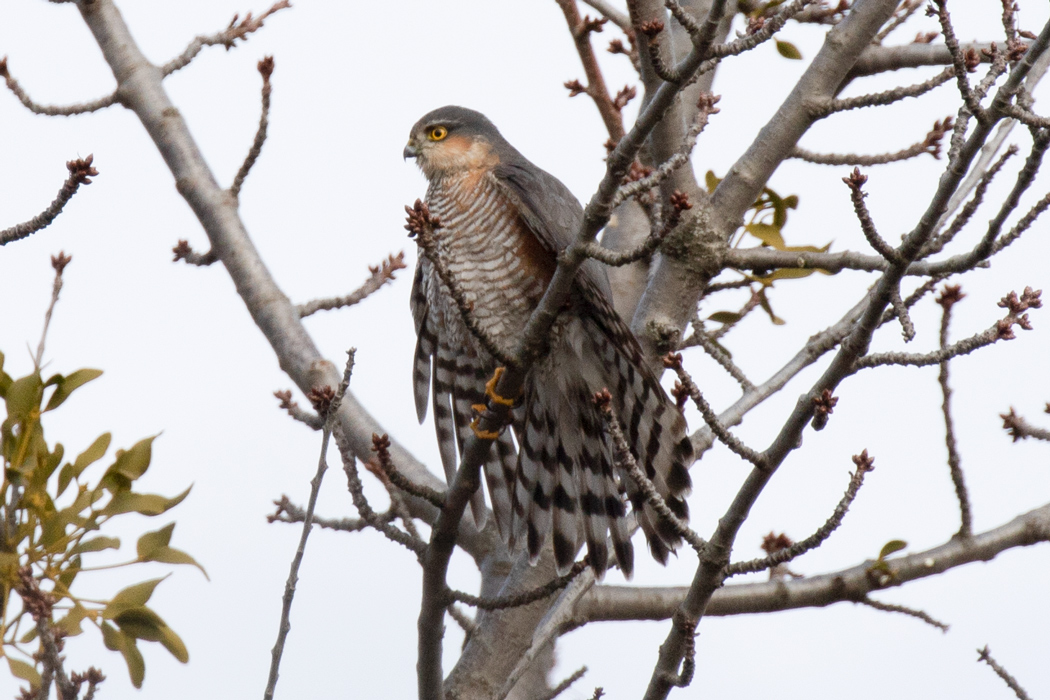 Eurasian Sparrowhawk