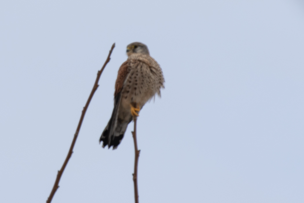 Common Kestrel