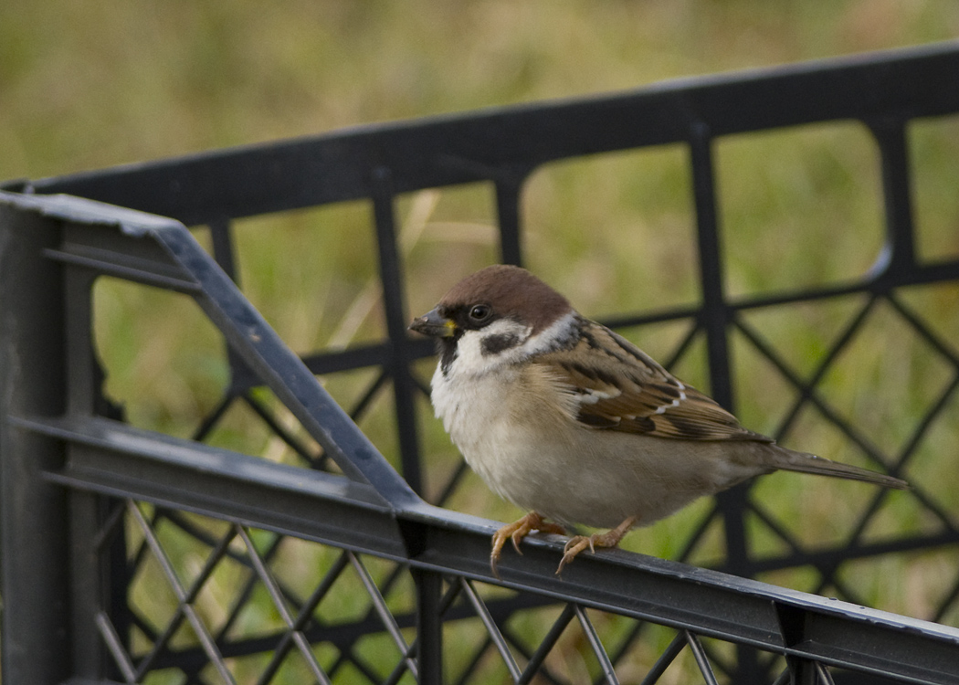Eurasian Tree Sparrow