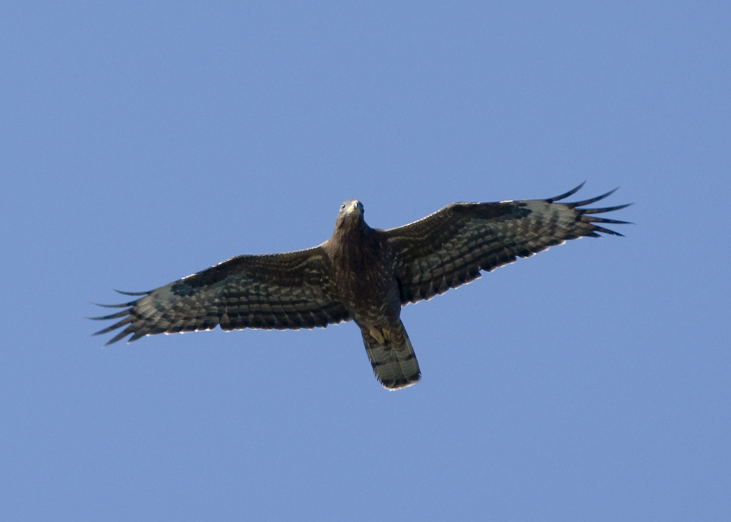 European Honey Buzzard