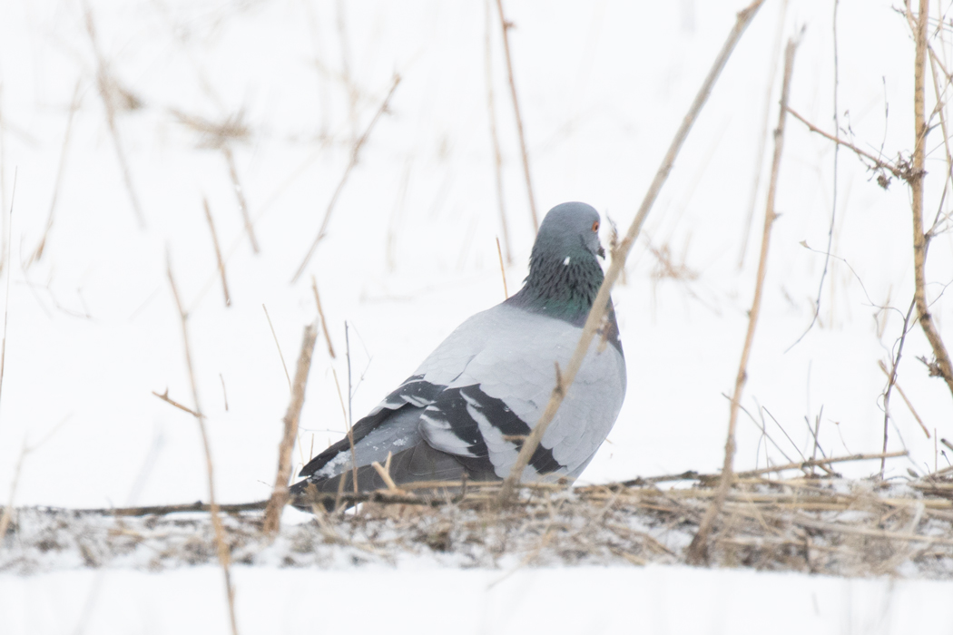 Rock Dove
