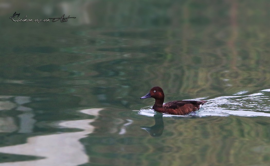 Ferruginous Duck