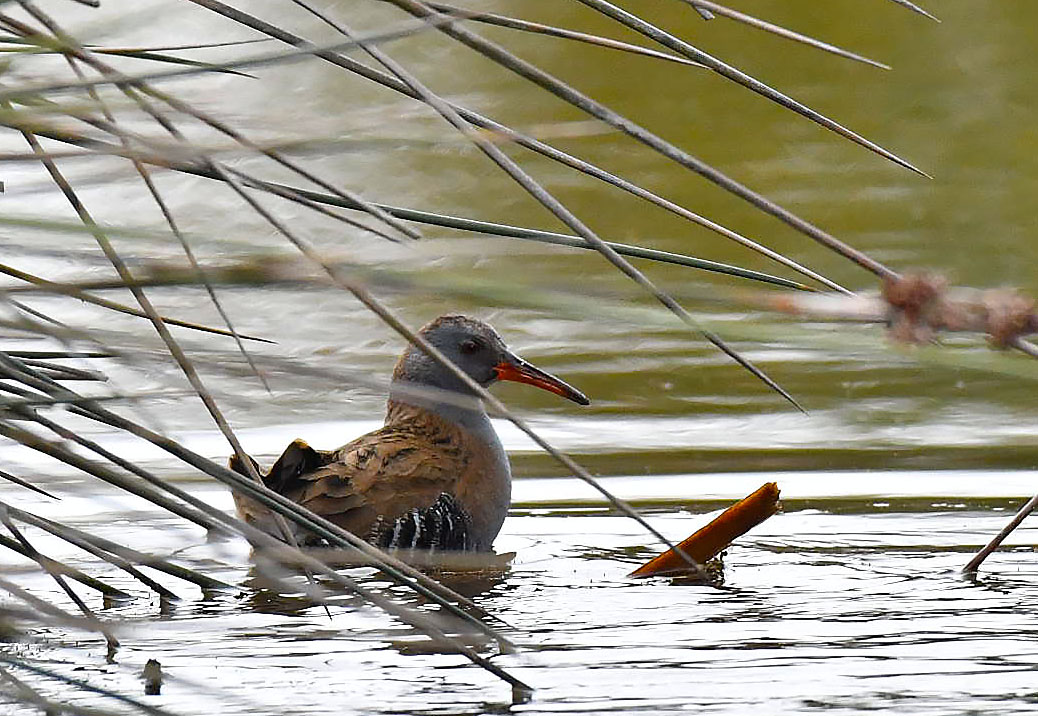 Water Rail