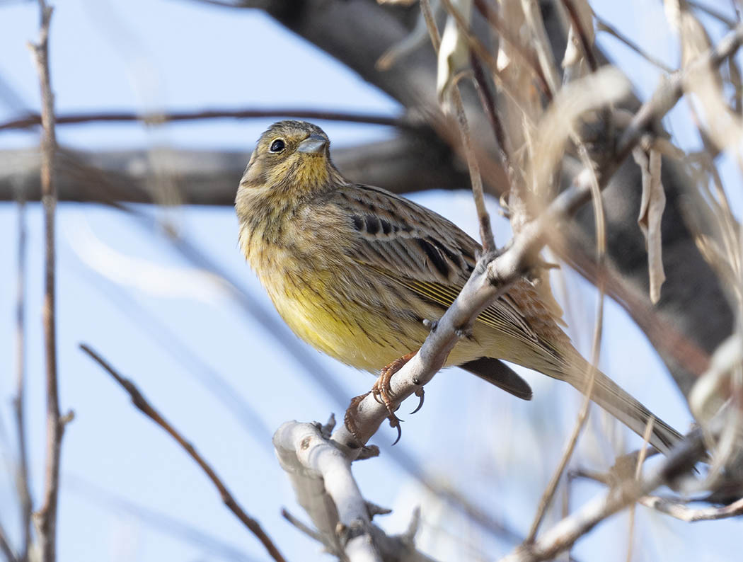 Yellowhammer