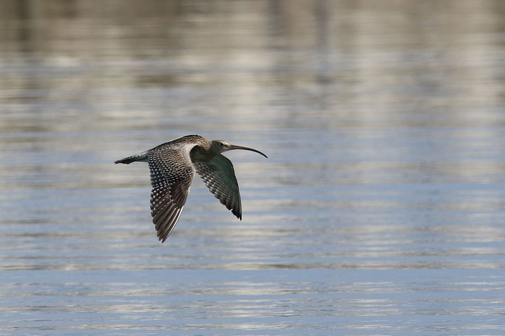 Eurasian Curlew
