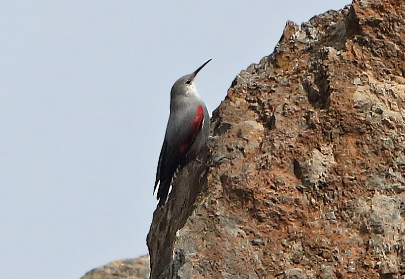 Wallcreeper