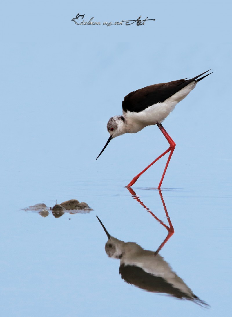Black-winged Stilt