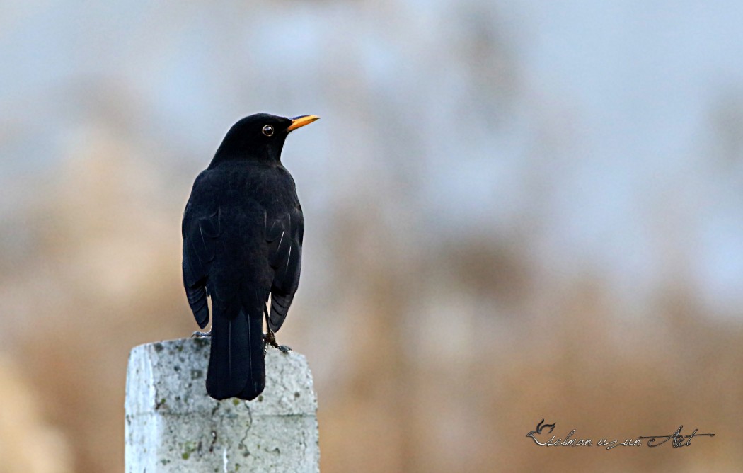 Common Blackbird