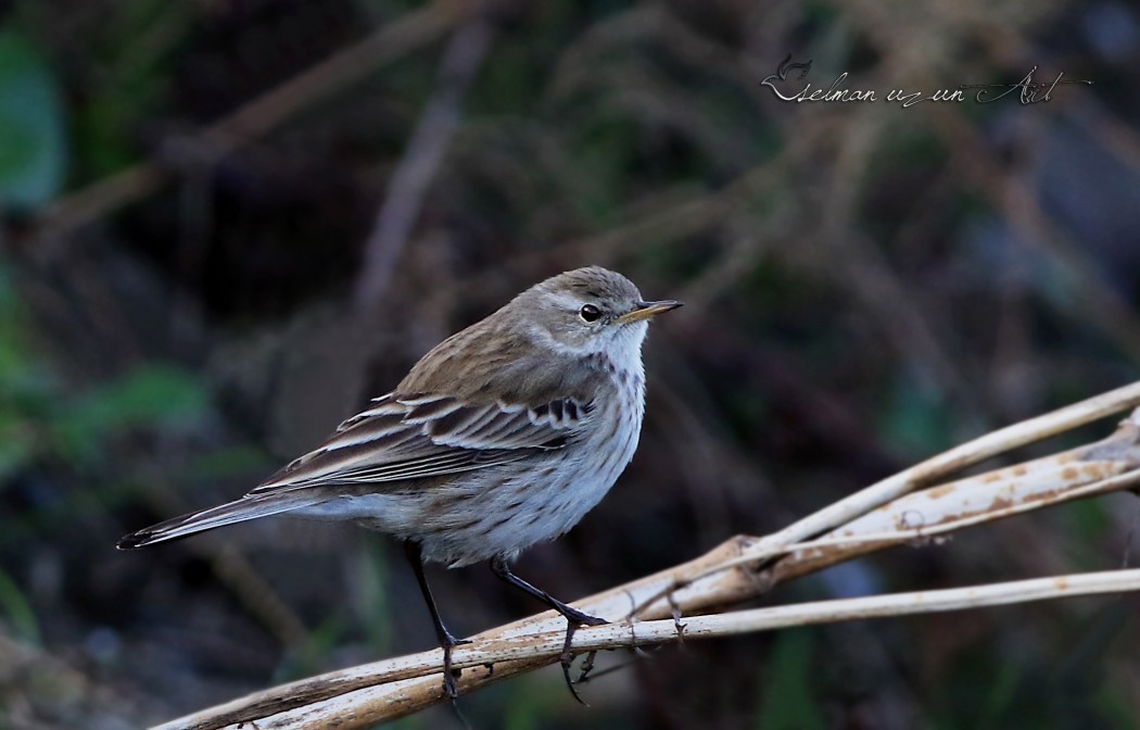 Water Pipit