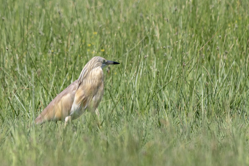 Squacco Heron