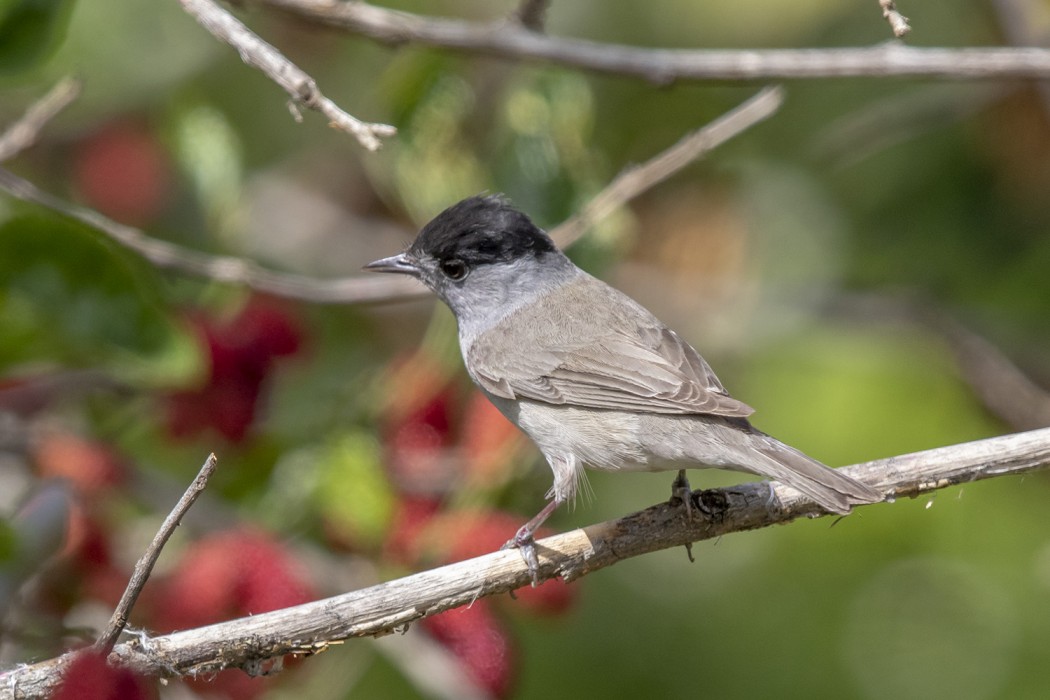Eurasian Blackcap