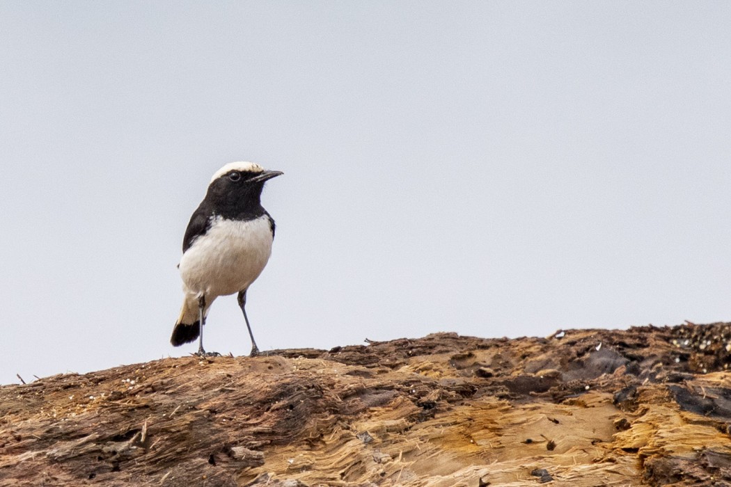 Finsch`s Wheatear