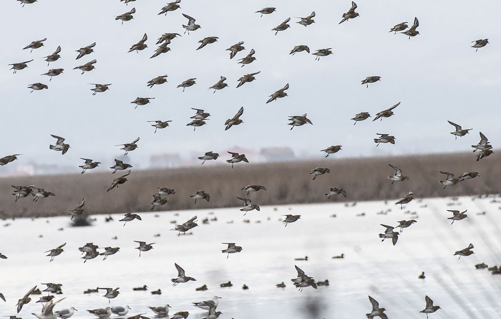 European Golden Plover